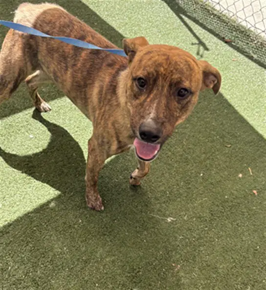 Pyrex - Pit Bull Terrier
