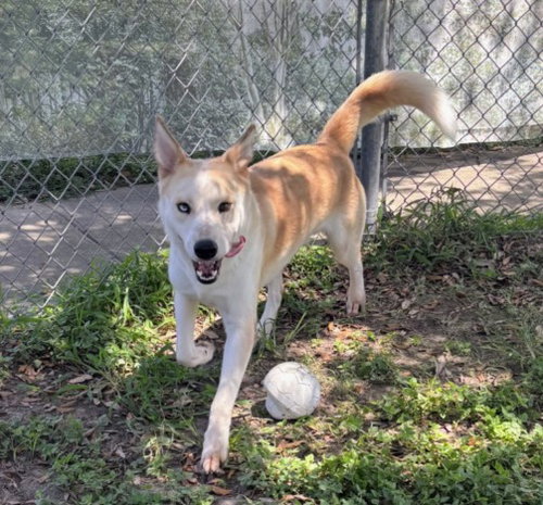 picture of the dog needing adoption