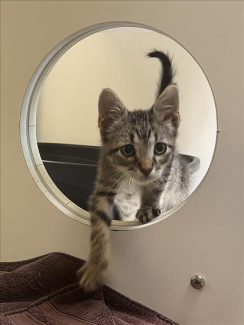 CATRICK SWAYZE