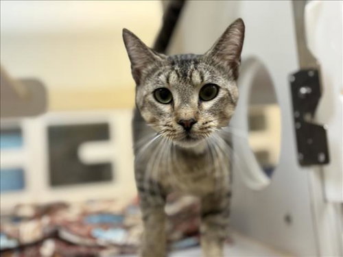 ENZO, Adult Domestic Short Hair (short coat), cat for adoption in League City, Texas