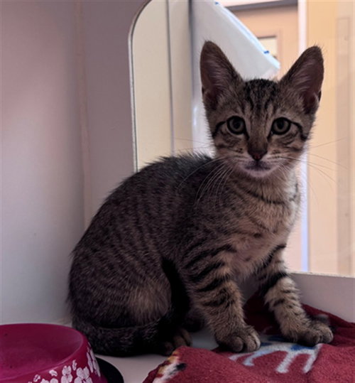 PEYTON, Baby Domestic Short Hair (short coat), cat for adoption in Pearland, Texas