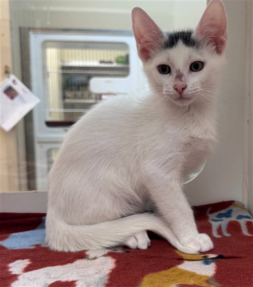 ELI, Baby Domestic Short Hair (short coat), cat for adoption in Pearland, Texas
