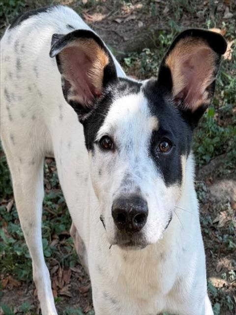 DOC, a dog for adoption from Galveston County Animal Shelter