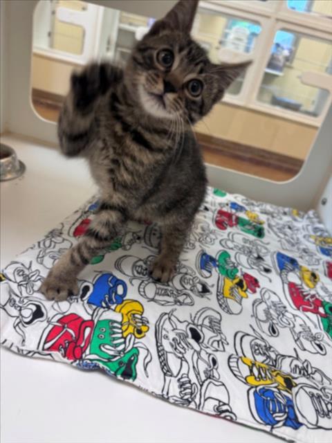NINJA, Baby Domestic Short Hair (short coat), cat for adoption in Friendswood, Texas