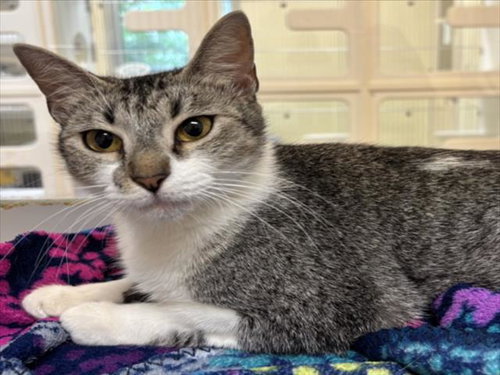 TRINIDAD, an adoptable Domestic Short Hair in Texas City, TX