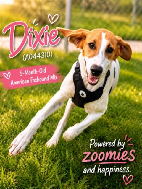 DIXIE