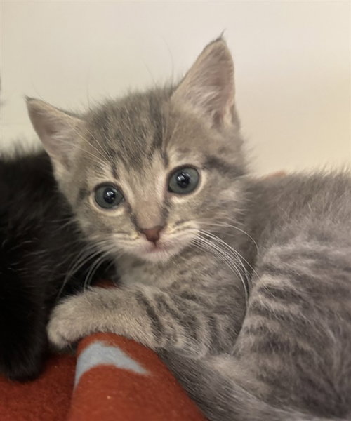 FINN, Baby Domestic Short Hair (short coat), cat for adoption in League City, Texas