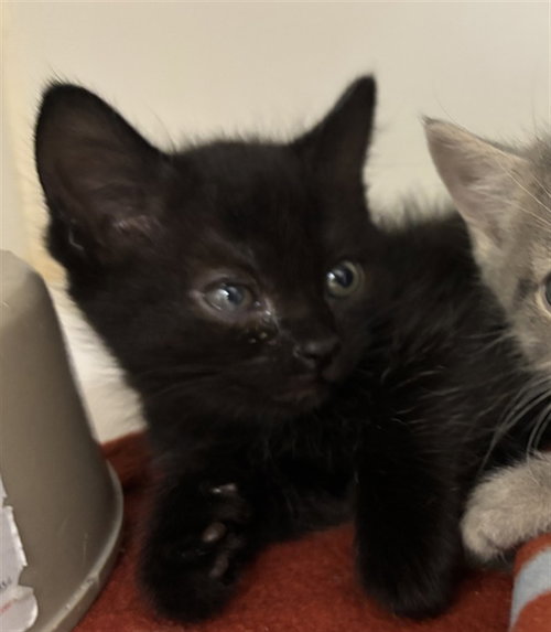 ASPEN, Baby Domestic Short Hair (short coat), cat for adoption in League City, Texas