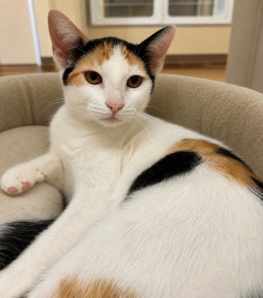 KOSHER, an adoptable Domestic Short Hair in Texas City, TX