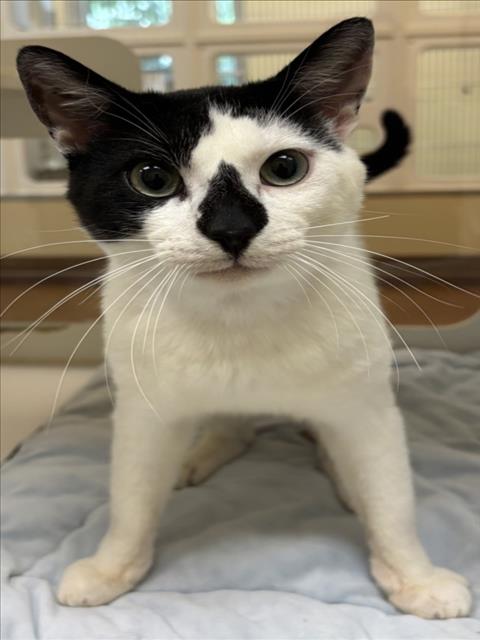 OREO, an adoptable Domestic Short Hair in Texas City, TX