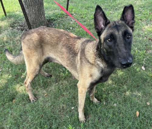 FALON, an adoptable Belgian Shepherd Malinois in Texas City, TX