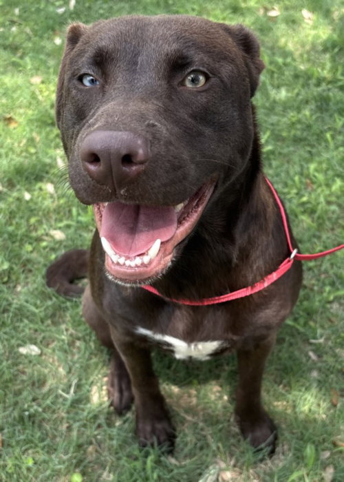KISSES, an adoptable Labrador Retriever in Texas City, TX