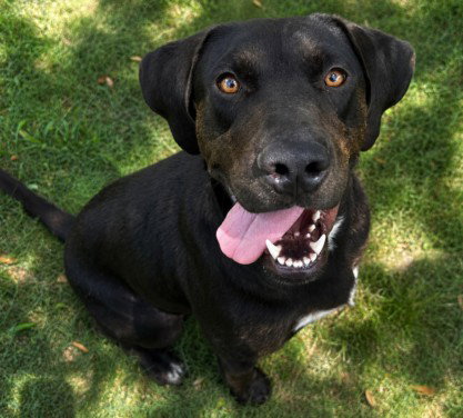 SCOOBY, an adoptable Pointer in Texas City, TX