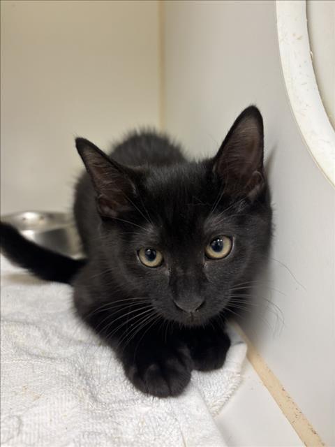 THUMBELINA, an adoptable Domestic Short Hair in Texas City, TX
