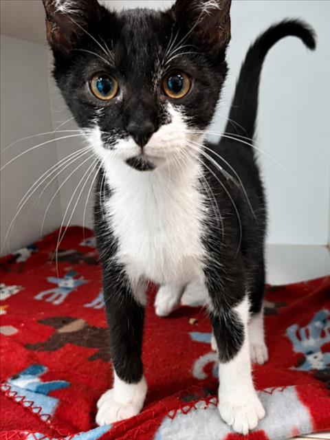 ROSCOE, an adoptable Domestic Medium Hair in Texas City, TX