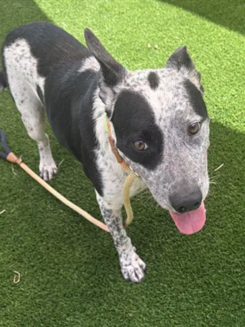 Cat - Australian Cattle Dog/Blue Heeler