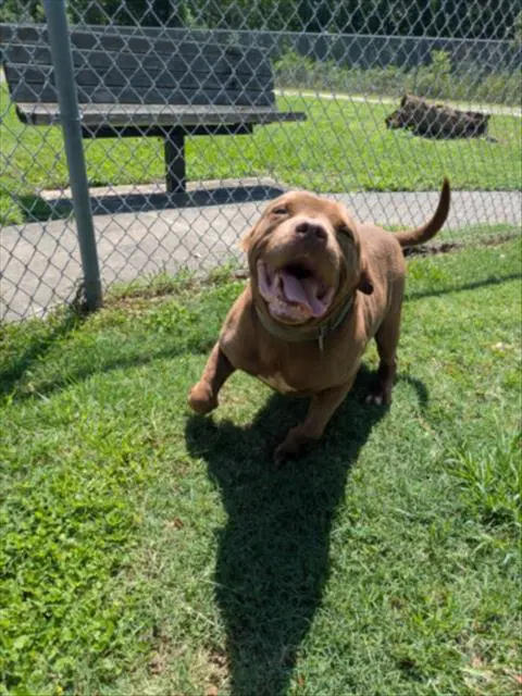 Star - Pit Bull Terrier