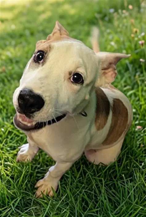 Maestro - American Pit Bull Terrier