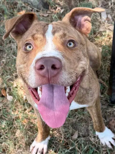 Hobbes - Staffordshire Bull Terrier