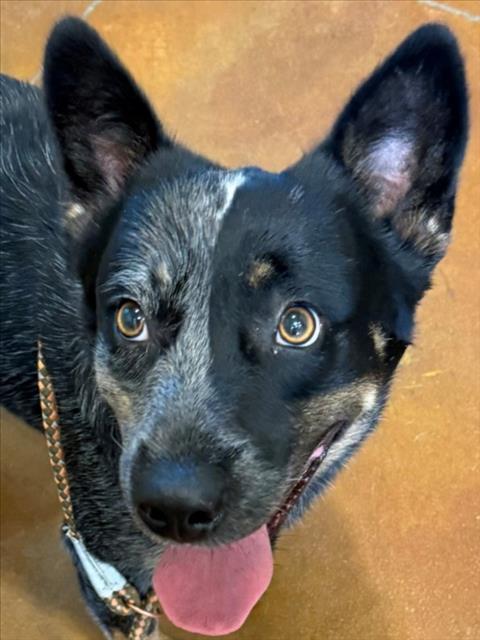 picture of the dog needing adoption