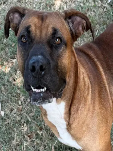 Rambo - Boxer