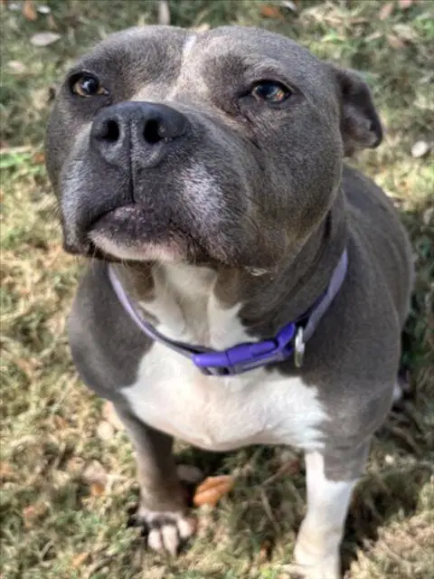 Delilah - Pit Bull Terrier