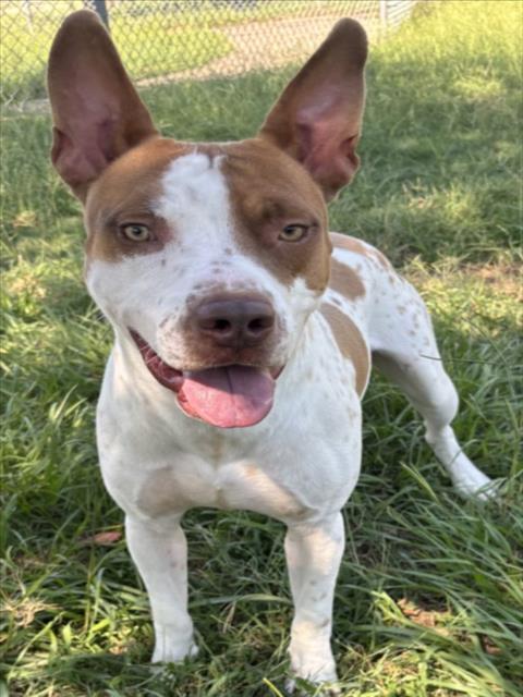 SPENCER, a dog for adoption from Galveston County Animal Shelter