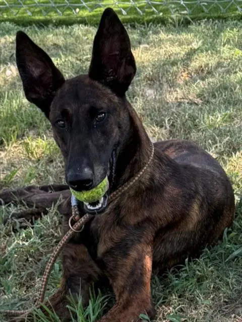 Cinderella - Belgian Shepherd Malinois