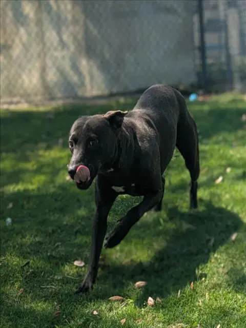 Everest - Mexican Hairless
