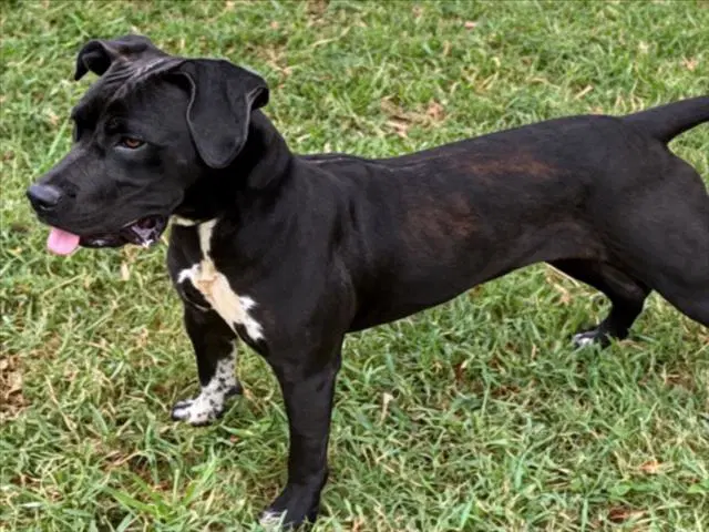 Molly - Labrador Retriever