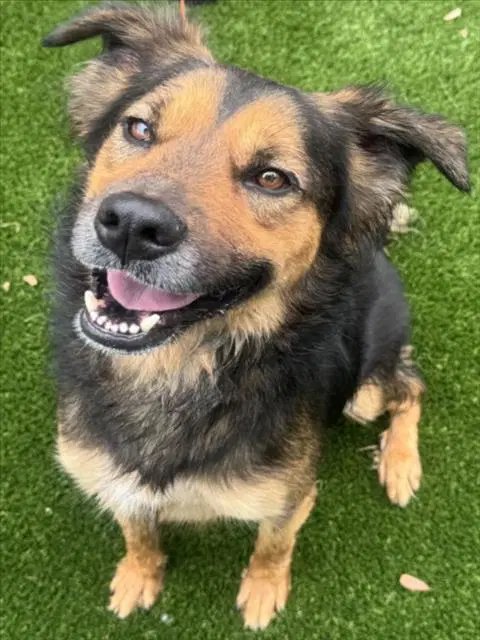 Hunter - German Shepherd Dog