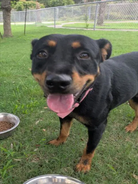 Roxy - Rottweiler