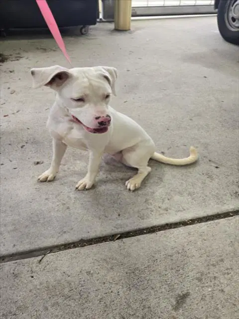 Cola - Pit Bull Terrier