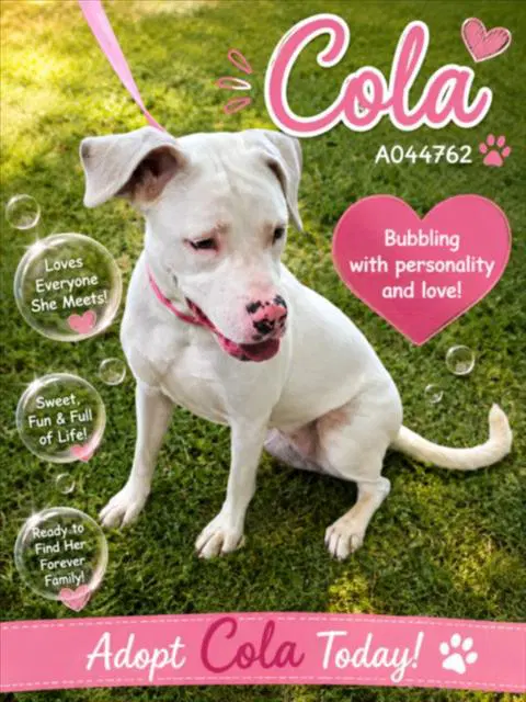 Cola - Pit Bull Terrier