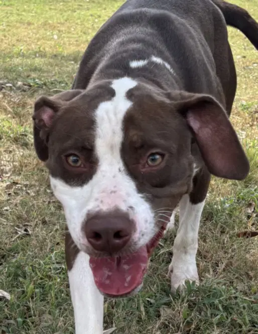 Zelda - Pointer