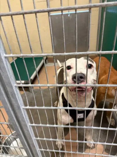 Heidi - American Pit Bull Terrier