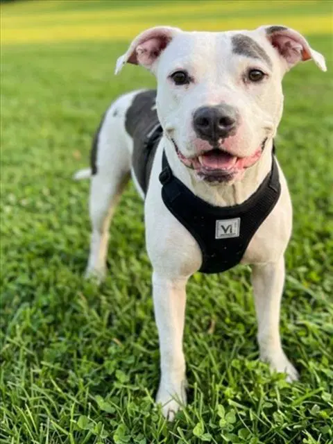 Heidi - American Pit Bull Terrier