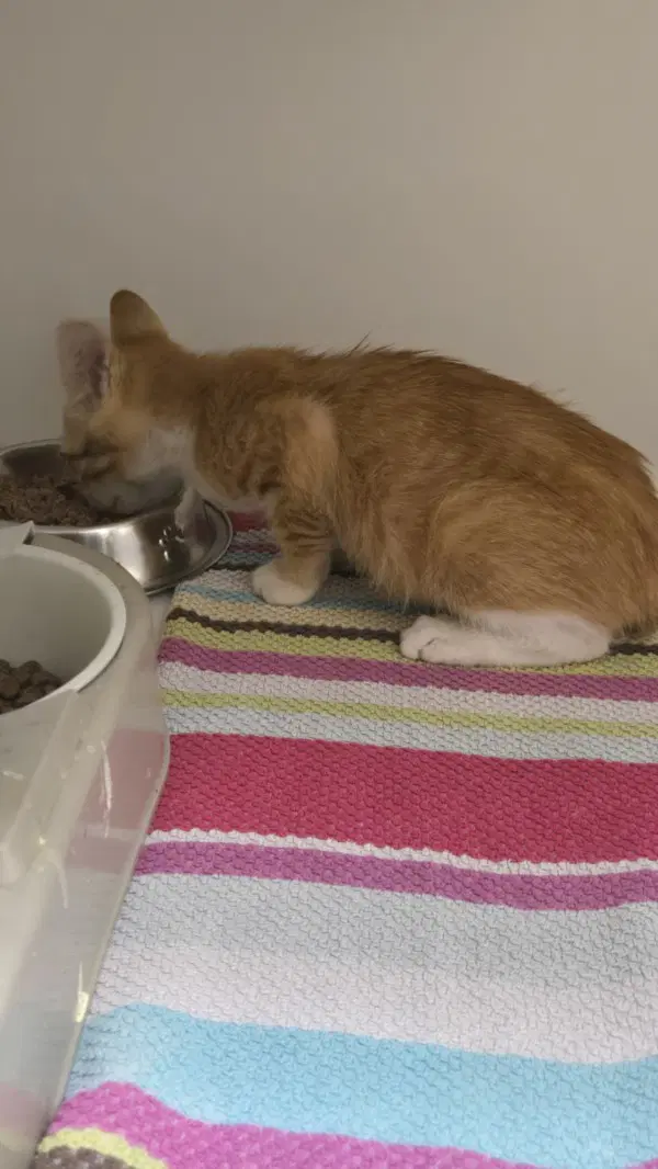 Mischief - Domestic Short Hair