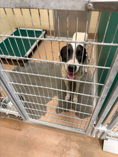 picture of the dog needing adoption