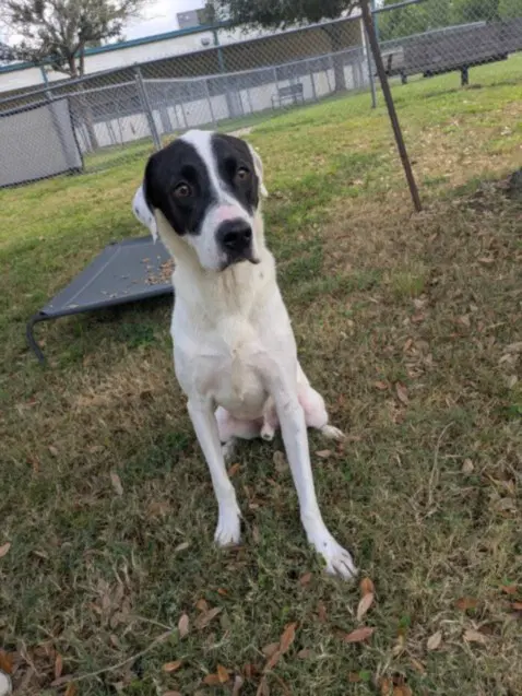 Buddy - Pointer