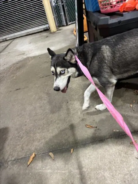 Blue - Husky