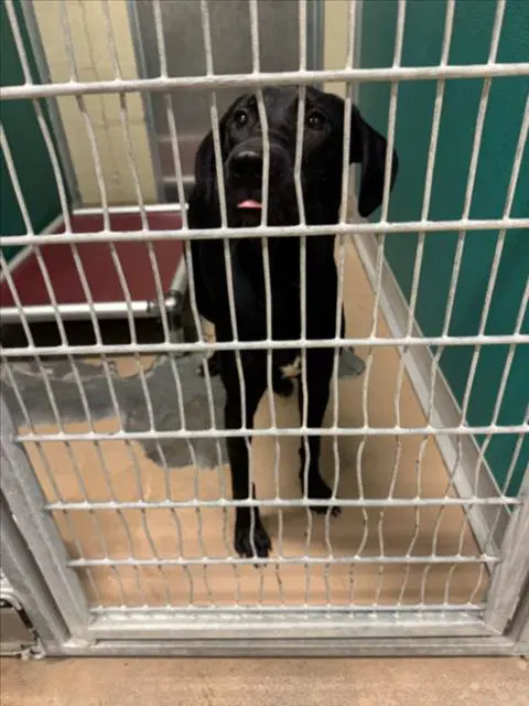 Sarah Jessica Barker - Labrador Retriever