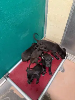 Midnight - Pit Bull Terrier