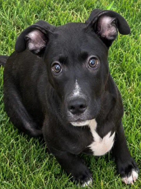 Midnight - Pit Bull Terrier