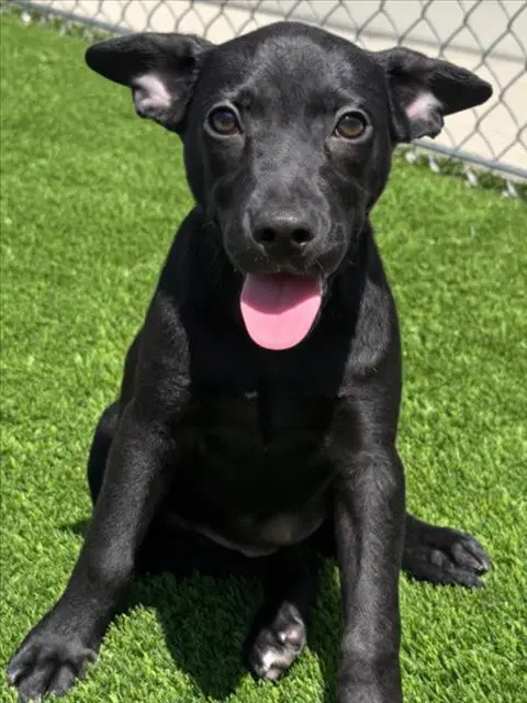 Pearl - Pit Bull Terrier