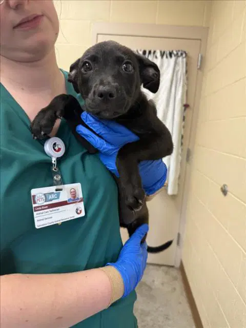 Unknown - Pit Bull Terrier