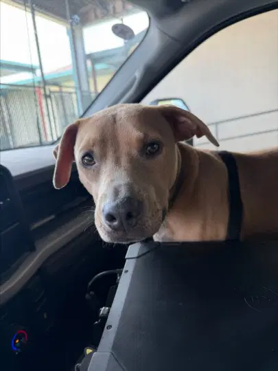 Nala - Pit Bull Terrier