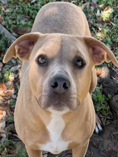 Nala - Pit Bull Terrier