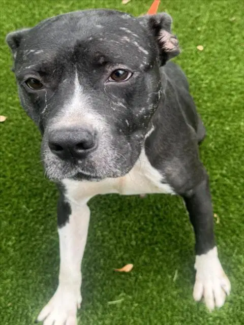 Unknown - Pit Bull Terrier