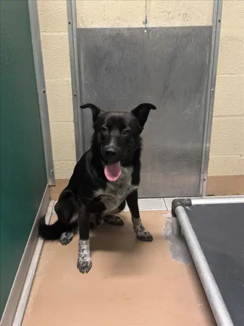 Eclipse - Australian Cattle Dog/Blue Heeler